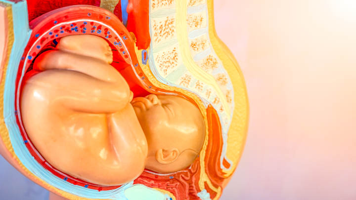 An anatomical model of a foetus in the womb.